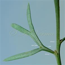  Leaf with stipules